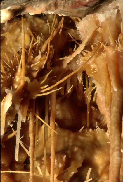 Kartchner Caverns